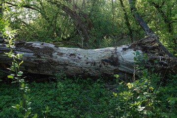 Olbrzymia przewrócona kłoda drzewa w gęstym lesie
