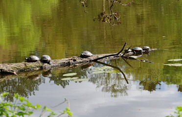 Wasserschildkr&ouml;ten auf Ast im Teich auf Ohlsdorfer Friedhof