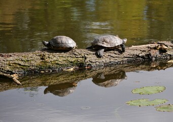Fototapeta premium Wasserschildkröten auf Ast im Teich auf Ohlsdorfer Friedhof