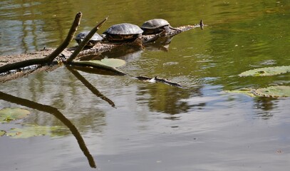 Wasserschildkröten auf Ast im Teich auf Ohlsdorfer Friedhof