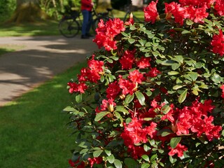 Rhododendron mit roter Blüte auf Friedhof Ohlsdorf
