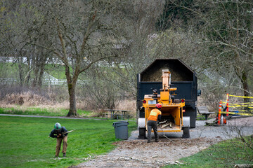 Obraz premium Industrial wood chipping machine feeding into a commercial truck, shredding branches from diseased cottonwood tree that is being removed, arborist working hard on cleanup 