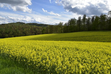 Fototapeta premium Rapsfeld und Wald bei Freden