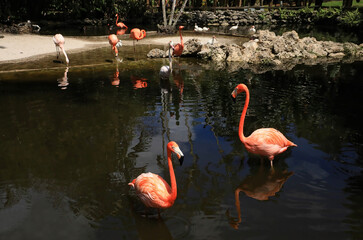 Beautiful flamingos enjoying their time at the pond at Flamingo Gardens in Davie, Florida, USA.