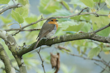 European robin (Erithacus rubecula) sitting on a tree branch in Zurich, Switzerland