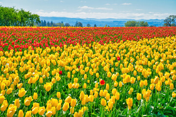 The annual Tulip Fest at the Wooden Shoe Tulip Farm, located in Woodburn, Oregon