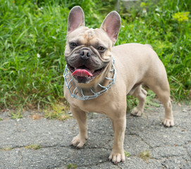 Fototapeta premium French Bulldog with silver choke collar happily stands on a green foliage in the background, its tongue playfully sticking out