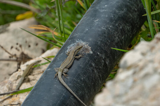 Small lizard basks on a warm black water pipe