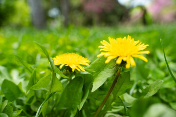 Obraz premium Bright yellow dandelions bloom in a vibrant green grassy field under soft daylight