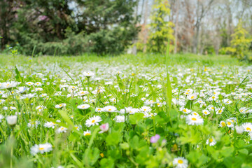 Vibrant field of daisies and clover under a soft, natural light, creating a serene and picturesque scene