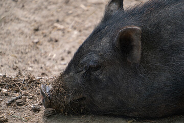 Close-up of a black pig sleeping peacefully on the ground
