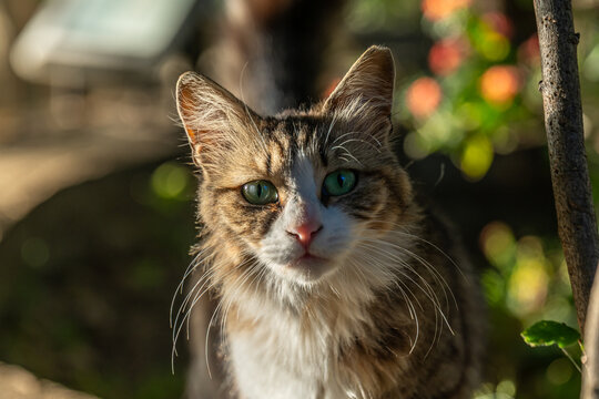Gray tabby cat with a white markings  and green eyes. 