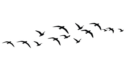 Minimalist Flying Bird Flock Silhouette © Tharindu