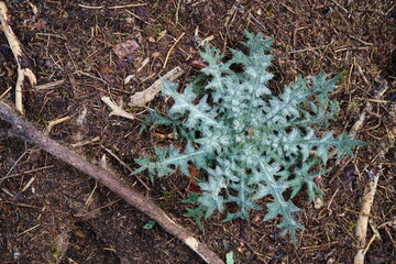image of a leaf rosette from bull thistle (cirsium vulgare) plant on forest floor
