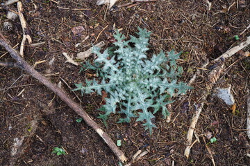 image of a leaf rosette from bull thistle (cirsium vulgare) plant on forest floor
