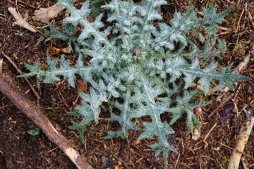 close-up image of a leaf rosette from bull thistle (cirsium vulgare) plant on forest floor