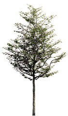 Tree without background	
