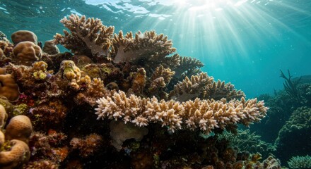 Obraz premium Underwater Coral Reef Photo