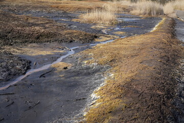 Details of Soos National Nature Reserve (peat bog) at the Frantiskovy Lazne (Czech Republic)