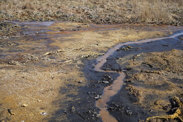 Details of Soos National Nature Reserve (peat bog) at the Frantiskovy Lazne (Czech Republic)