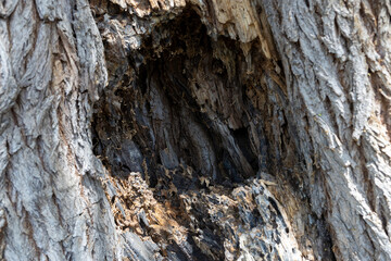 Hollow in a tree. Damaged bark. Texture of tree bark