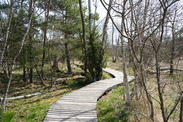 Walking path at Soos National Nature Reserve (peat bog) at the Frantiskovy Lazne (Czech Republic)