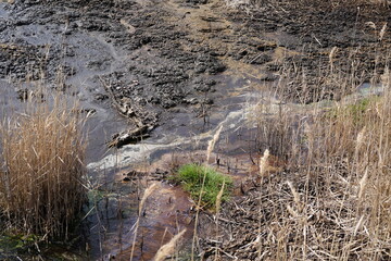 Details of Soos National Nature Reserve (peat bog) at the Frantiskovy Lazne (Czech Republic)