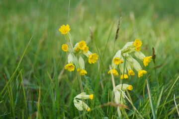 minimalistic image of cowslip flowers (primula veris) on a green meadow during spring time