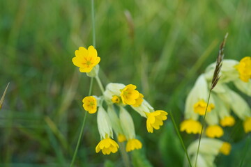 image of cowslip flowers (primula veris) on a green meadow during spring time
