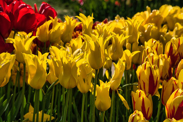 Obraz premium The annual Tulip Fest at the Wooden Shoe Tulip Farm, located in Woodburn, Oregon