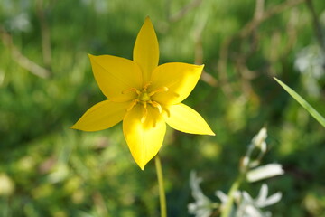 Obraz premium close-up image of yellow wild tulip (tulipa sylvestris) flower