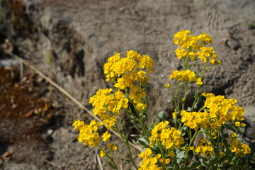 close-up  image of golden dust flowers