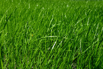 Abstract natural plant background: green grass with  a blurred background with the glare of the...