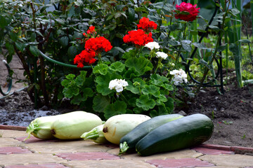 Large zucchini of different varieties and colors are picked and lie under white and red geranium bushes on a garden path made of multi-colored tiles. Harvest at the dacha