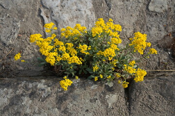 minimalistic image of golden dust flowers (Aurinia saxatilis) in a rock