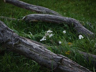 Fallen tree trunks surrounded by lush green grass and delicate white flowers creating a serene natural scene in a tranquil outdoor setting healthy nature concept