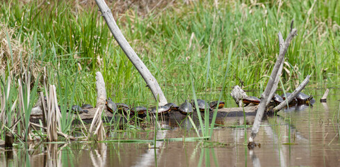 Turtles on log