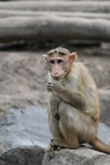 岩の上に座り草を食べるボンネットモンキー