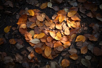 Autumn leaves arranged in a heart shape on the forest floor, a symbol of nature's love.