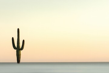 A solitary saguaro cactus stands tall against a serene desert sunset.