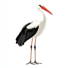 Fototapeta premium A detailed illustration of a stork with striking red beak and black-and-white plumage.