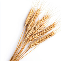Golden wheat ears stand tall, highlighted against a crisp white background for a fresh, natural look.