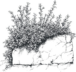 Black and white sketch of a dense leafy shrub growing over a cracked stone wall or rock