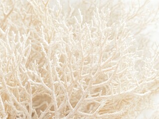 Bleached Coral Branch Cluster, Close-up View