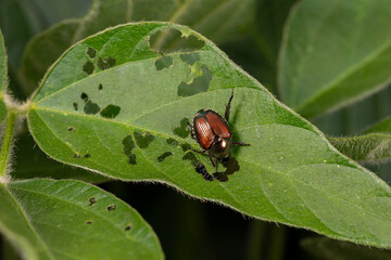 Japanese beetle eating leaf of soybean plant. Agriculture insects, pest control and crop damage...