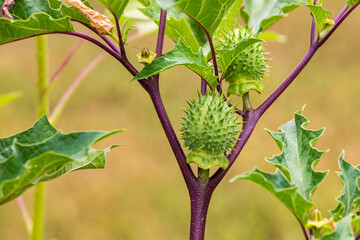 Thorny seed capsule of Jimsonweed plant. Poisonous plants, agriculture weed control and gardening concept.