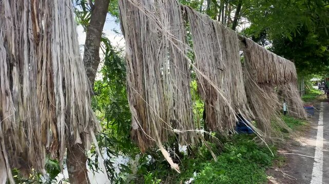 Golden Fiber of Bangladesh &ndash; Jute drying process