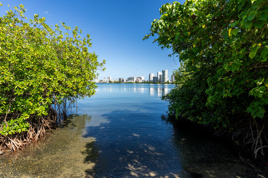 The Condado Lagoon in San Juan Puerto Rico 