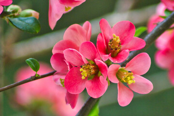 Obraz premium Close up of pink lady flowers