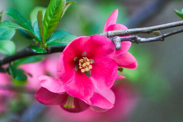 Closeup picture of salmon quince flower in spring